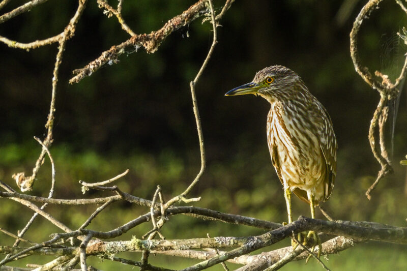 Bihoreau gris juvénile